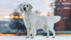 Dogs