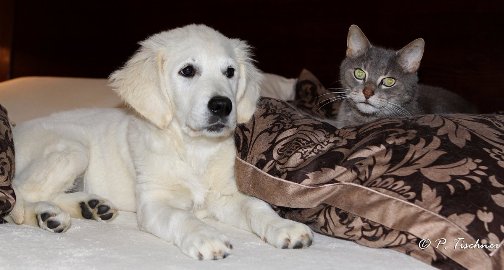 http://www.dewmist.com/foton/puppypics/IMG_0585A.jpg