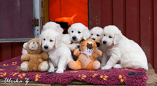 http://www.dewmist.com/foton/puppypics/Sandy_pups_090117-1255_web.jpg
