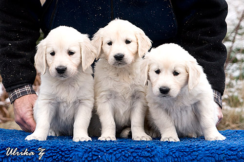 http://www.dewmist.com/foton/puppypics/Sandys_hanar_090117-1187_web.jpg
