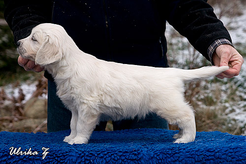 http://www.dewmist.com/foton/puppypics/Sandys_hane_UM_090117-1177_web.jpg